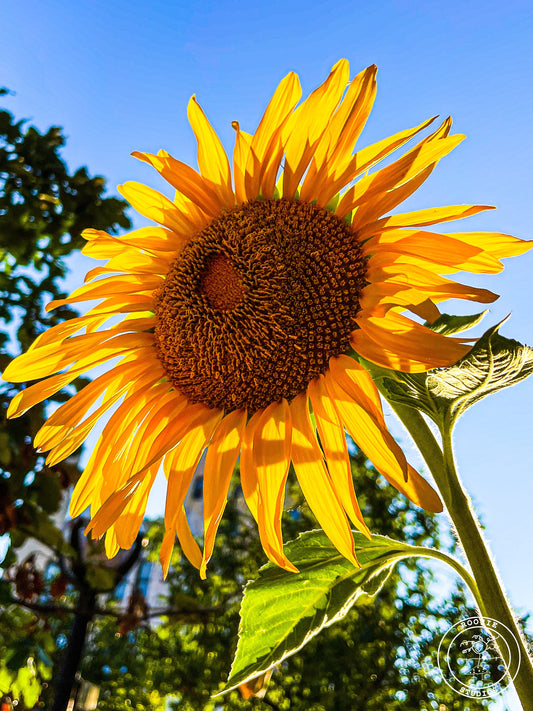 Sunflower Notecard