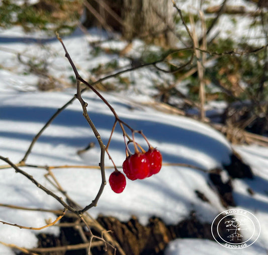 Winter Berries keep on growing